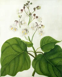 Catalpa Speciosa（ヴェラムに鉛筆でトイレとガッシュ）